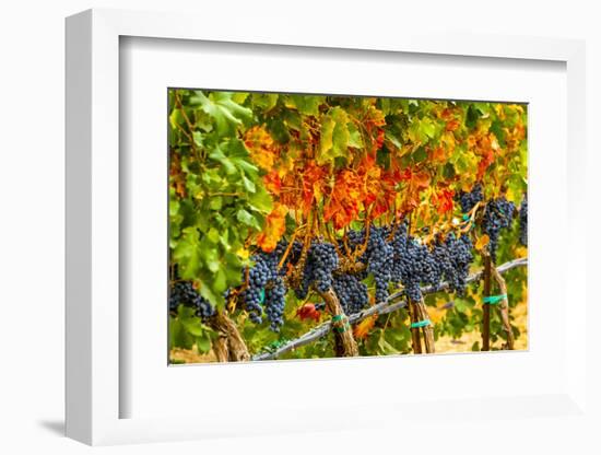 Cabernet Sauvignon Grapes Ready for Harvest, Washington, USA-Richard Duval-Framed Photographic Print