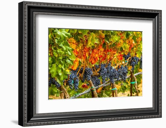 Cabernet Sauvignon Grapes Ready for Harvest, Washington, USA-Richard Duval-Framed Photographic Print