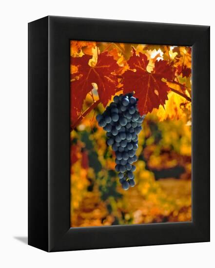 Cabernet Sauvignon Grapes-Charles O'Rear-Framed Premier Image Canvas