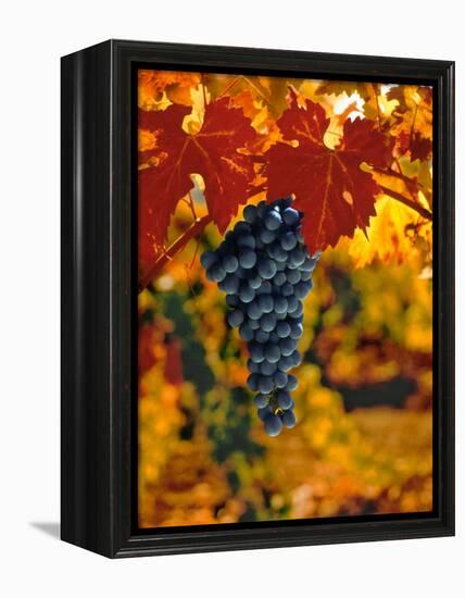 Cabernet Sauvignon Grapes-Charles O'Rear-Framed Premier Image Canvas