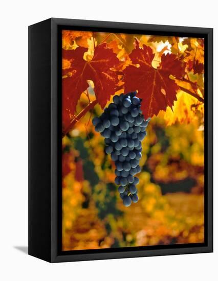 Cabernet Sauvignon Grapes-Charles O'Rear-Framed Premier Image Canvas