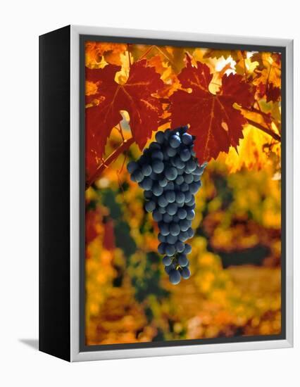 Cabernet Sauvignon Grapes-Charles O'Rear-Framed Premier Image Canvas