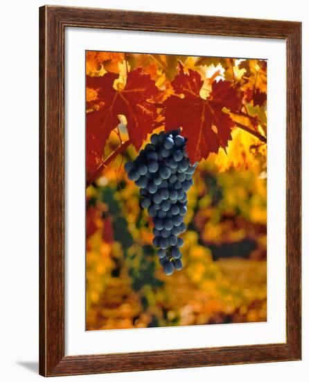 Cabernet Sauvignon Grapes-Charles O'Rear-Framed Photographic Print