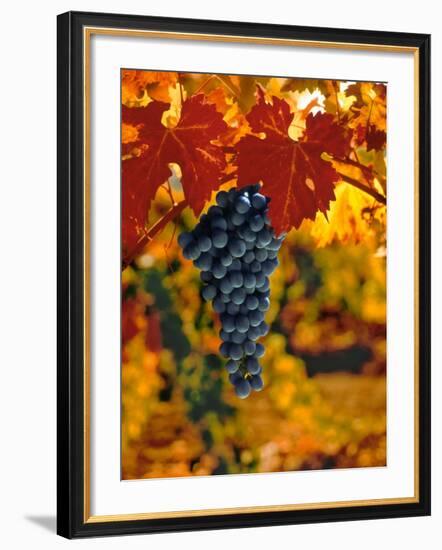 Cabernet Sauvignon Grapes-Charles O'Rear-Framed Photographic Print