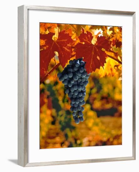 Cabernet Sauvignon Grapes-Charles O'Rear-Framed Photographic Print