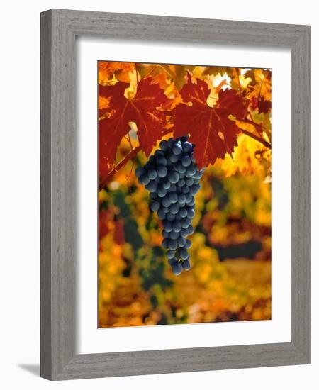 Cabernet Sauvignon Grapes-Charles O'Rear-Framed Photographic Print