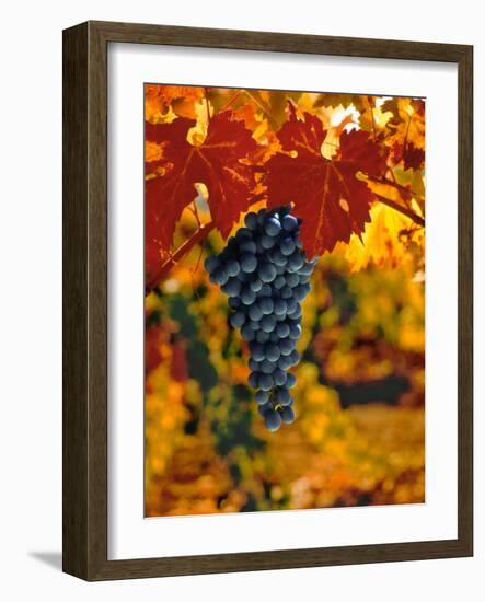 Cabernet Sauvignon Grapes-Charles O'Rear-Framed Photographic Print