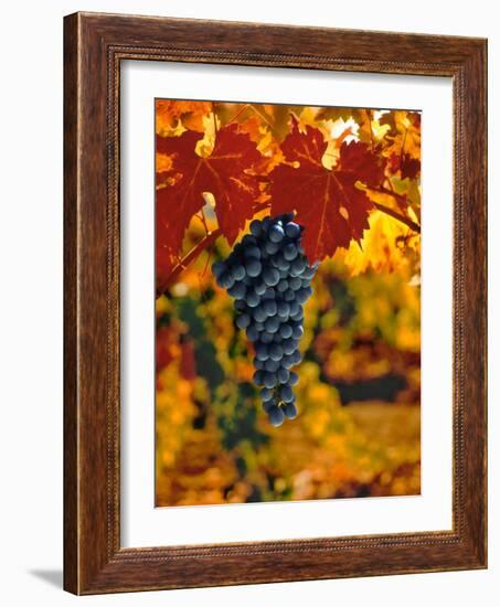 Cabernet Sauvignon Grapes-Charles O'Rear-Framed Photographic Print