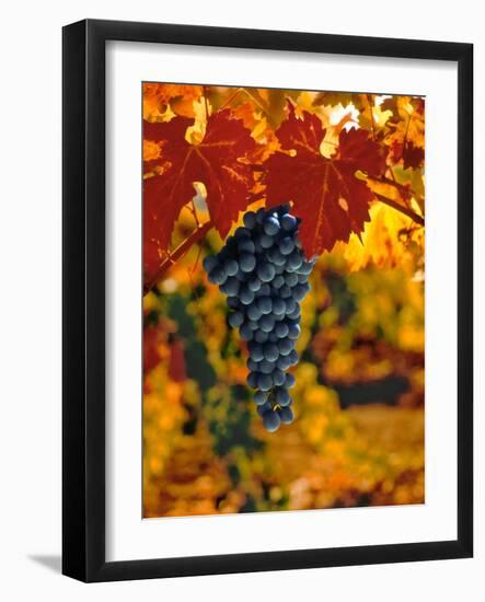 Cabernet Sauvignon Grapes-Charles O'Rear-Framed Photographic Print