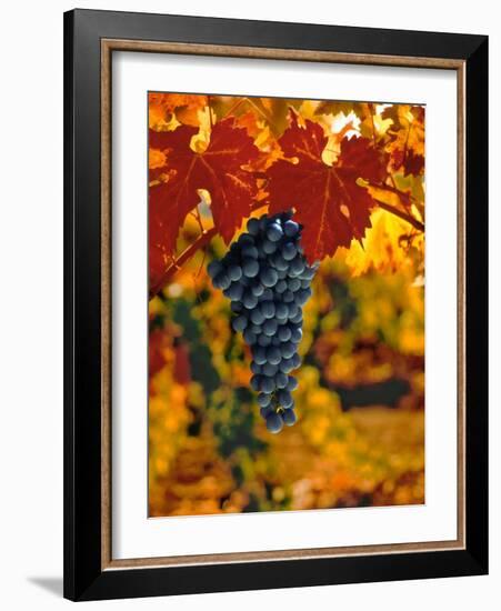 Cabernet Sauvignon Grapes-Charles O'Rear-Framed Photographic Print