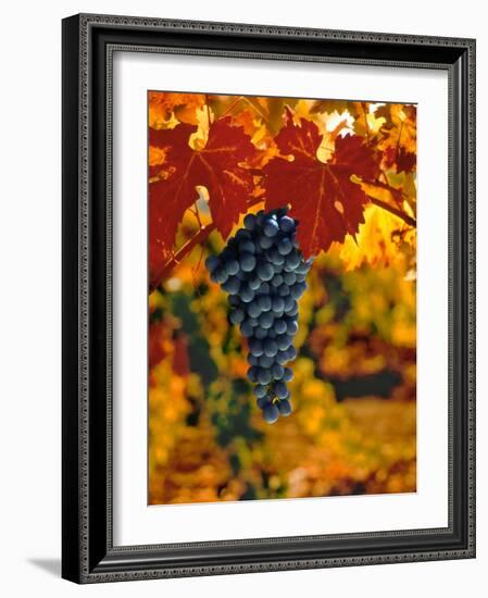 Cabernet Sauvignon Grapes-Charles O'Rear-Framed Photographic Print