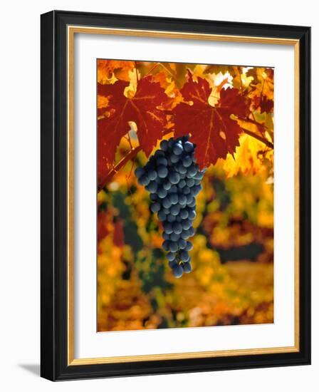 Cabernet Sauvignon Grapes-Charles O'Rear-Framed Photographic Print