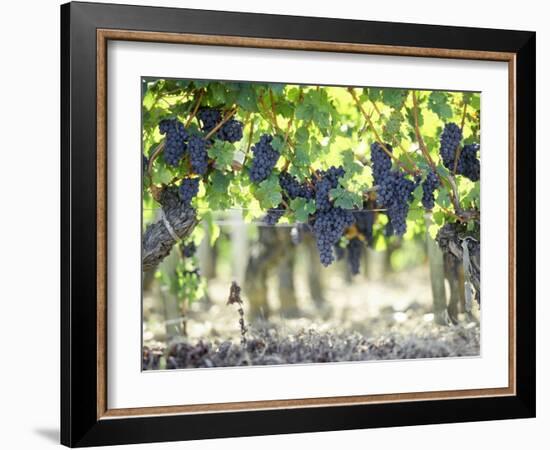 Cabernet Sauvignon Grapes-Joerg Lehmann-Framed Photographic Print