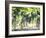 Cabernet Sauvignon Grapes-Joerg Lehmann-Framed Photographic Print