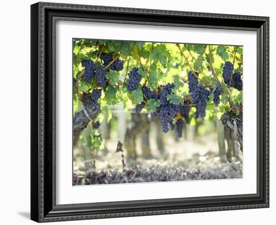 Cabernet Sauvignon Grapes-Joerg Lehmann-Framed Photographic Print