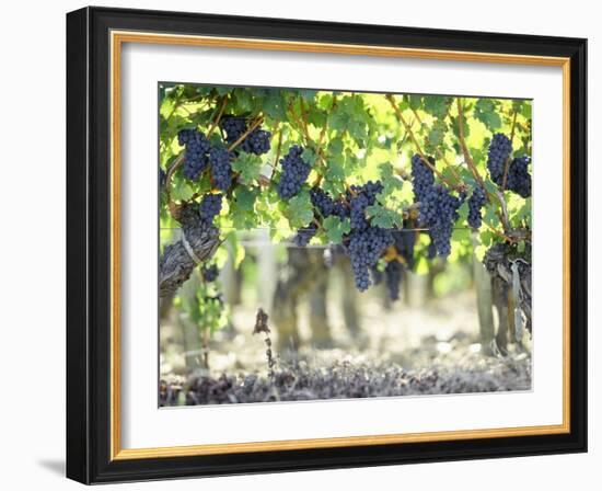 Cabernet Sauvignon Grapes-Joerg Lehmann-Framed Photographic Print