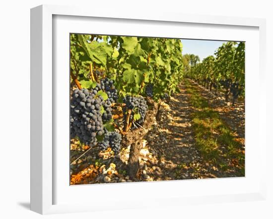 Cabernet Sauvignon Vines, Chateau Belgrave, Haut-Medoc, Grand Crus Classee, France-Per Karlsson-Framed Photographic Print