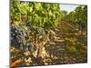 Cabernet Sauvignon Vines, Chateau Belgrave, Haut-Medoc, Grand Crus Classee, France-Per Karlsson-Mounted Photographic Print