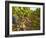 Cabernet Sauvignon Vines, Chateau Belgrave, Haut-Medoc, Grand Crus Classee, France-Per Karlsson-Framed Photographic Print