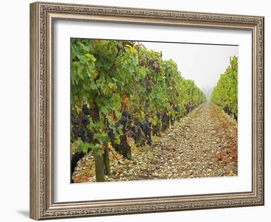 Cabernet Sauvignon Vines with Grapes, Chateau Du Tertre, Margaus, Medoc, Bordeaux, Gironde, France-Per Karlsson-Framed Photographic Print