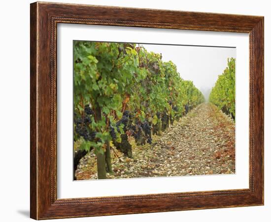 Cabernet Sauvignon Vines with Grapes, Chateau Du Tertre, Margaus, Medoc, Bordeaux, Gironde, France-Per Karlsson-Framed Photographic Print