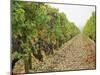 Cabernet Sauvignon Vines with Grapes, Chateau Du Tertre, Margaus, Medoc, Bordeaux, Gironde, France-Per Karlsson-Mounted Photographic Print