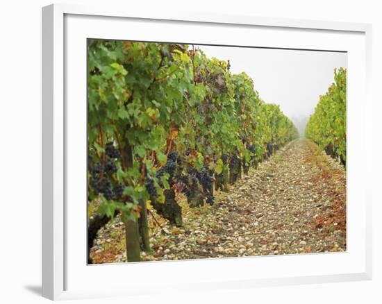 Cabernet Sauvignon Vines with Grapes, Chateau Du Tertre, Margaus, Medoc, Bordeaux, Gironde, France-Per Karlsson-Framed Photographic Print