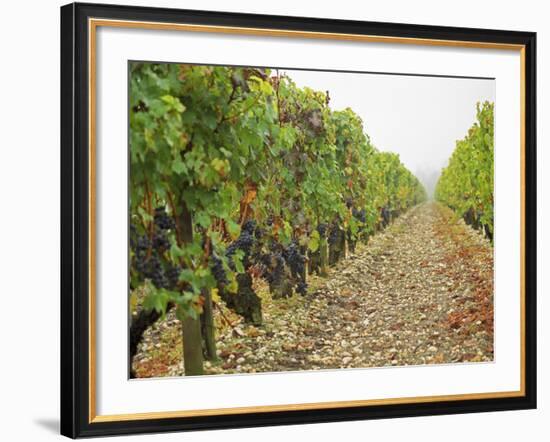 Cabernet Sauvignon Vines with Grapes, Chateau Du Tertre, Margaus, Medoc, Bordeaux, Gironde, France-Per Karlsson-Framed Photographic Print