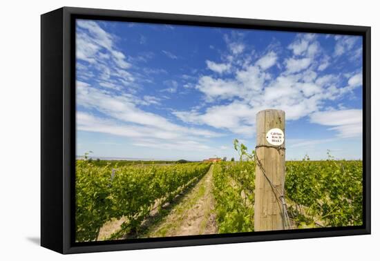 Cabernet Sauvignon Vineyards, Pepper Bridge Winery, Washington, USA-Richard Duval-Framed Premier Image Canvas