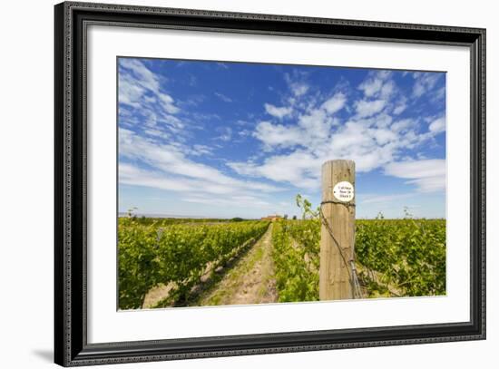 Cabernet Sauvignon Vineyards, Pepper Bridge Winery, Washington, USA-Richard Duval-Framed Photographic Print