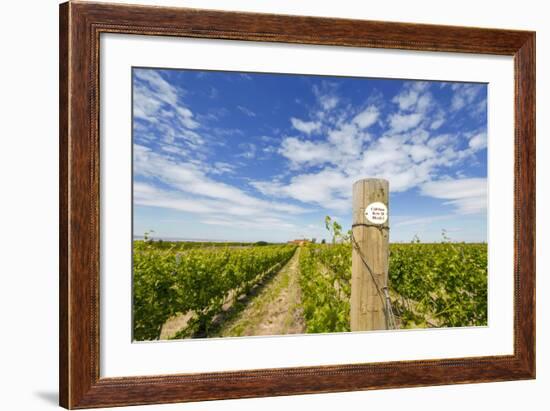 Cabernet Sauvignon Vineyards, Pepper Bridge Winery, Washington, USA-Richard Duval-Framed Photographic Print