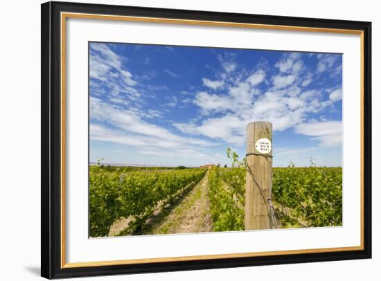 Cabernet Sauvignon Vineyards, Pepper Bridge Winery, Washington, USA-Richard Duval-Framed Photographic Print