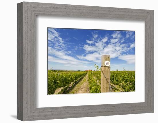 Cabernet Sauvignon Vineyards, Pepper Bridge Winery, Washington, USA-Richard Duval-Framed Photographic Print