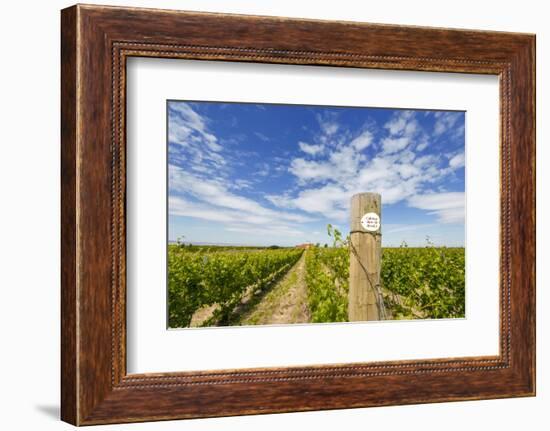 Cabernet Sauvignon Vineyards, Pepper Bridge Winery, Washington, USA-Richard Duval-Framed Photographic Print