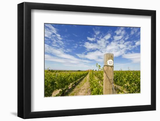 Cabernet Sauvignon Vineyards, Pepper Bridge Winery, Washington, USA-Richard Duval-Framed Photographic Print