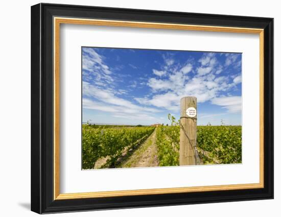 Cabernet Sauvignon Vineyards, Pepper Bridge Winery, Washington, USA-Richard Duval-Framed Photographic Print