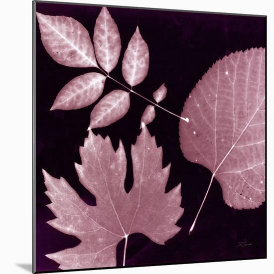 Cabernet Sunprint Leaves-Dan Zamudio-Mounted Art Print