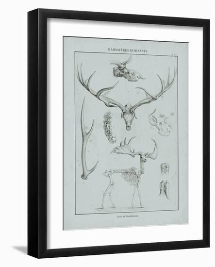 Cabinet of Curiosities - Cervidae-The Vintage Collection-Framed Giclee Print