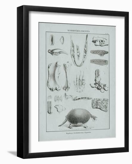 Cabinet of Curiosities - Dasypodidae-The Vintage Collection-Framed Giclee Print