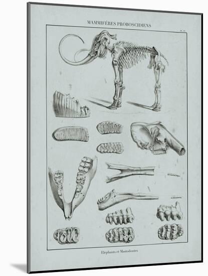 Cabinet of Curiosities - Elephantidae-The Vintage Collection-Mounted Giclee Print