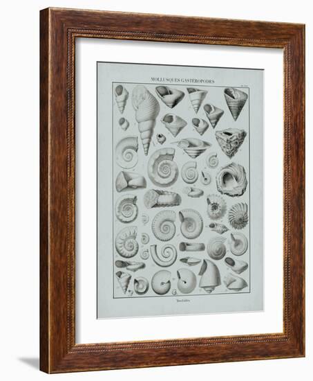 Cabinet of Curiosities - Fossilium-The Vintage Collection-Framed Giclee Print