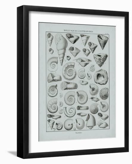 Cabinet of Curiosities - Fossilium-The Vintage Collection-Framed Giclee Print