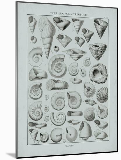Cabinet of Curiosities - Fossilium-The Vintage Collection-Mounted Giclee Print