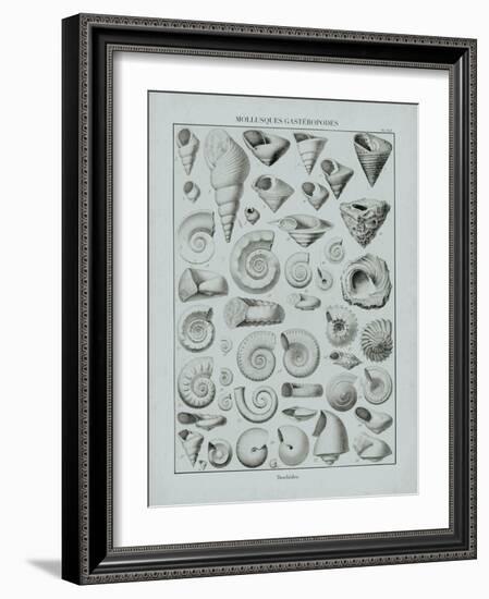 Cabinet of Curiosities - Fossilium-The Vintage Collection-Framed Giclee Print