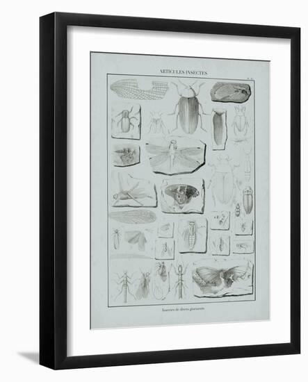 Cabinet of Curiosities - Insectum-The Vintage Collection-Framed Giclee Print