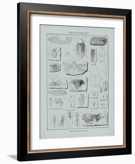 Cabinet of Curiosities - Insectum-The Vintage Collection-Framed Giclee Print