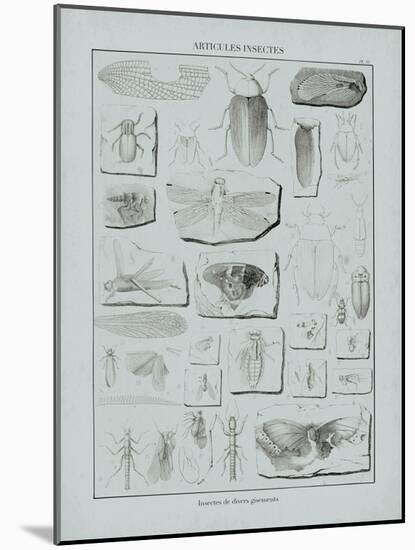 Cabinet of Curiosities - Insectum-The Vintage Collection-Mounted Giclee Print