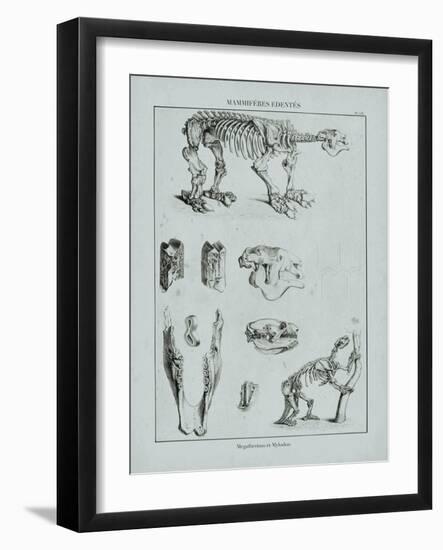 Cabinet of Curiosities - Megatherium-The Vintage Collection-Framed Giclee Print