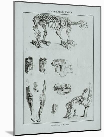 Cabinet of Curiosities - Megatherium-The Vintage Collection-Mounted Giclee Print