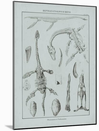 Cabinet of Curiosities - Plesiosaurus-The Vintage Collection-Mounted Giclee Print